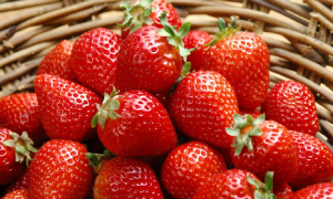 morango 1